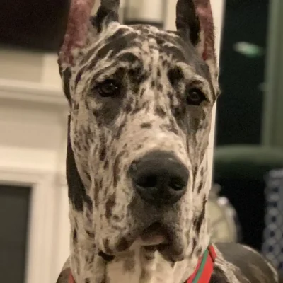 Yeti, office greeter